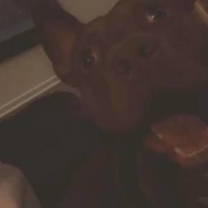 Meet your Posher, Anthony